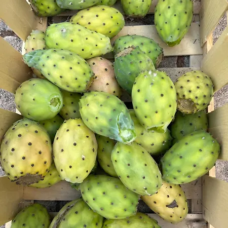 Crumisi - Turismo Rurale Salento Farm stay *